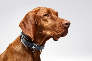 Dog Collar and Lead