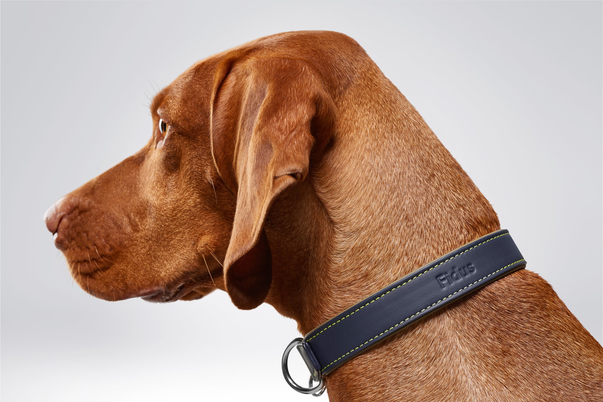 Dog Collar and Lead